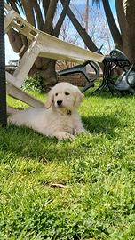 Golden retriever Pedigree Enci