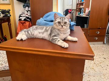 Gatto scottish straight