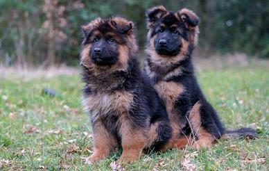 Cani pastore tedesco