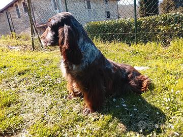 cocker spaniel inglese 