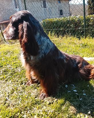cocker spaniel inglese 