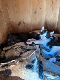 Cuccioli di Gatto
