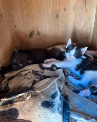 Cuccioli di Gatto