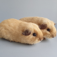 Cavie California in Cioccolato