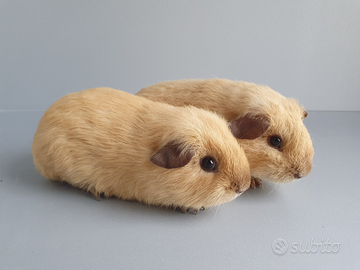 Cavie California in Cioccolato