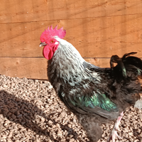 Gallo
