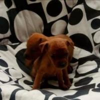 Cuccioli di pinscher toy
