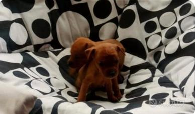 Cuccioli di pinscher toy
