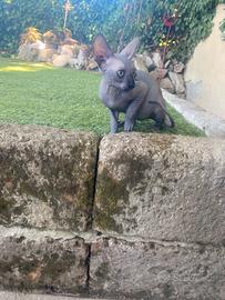 Gatto Sphynx maschio