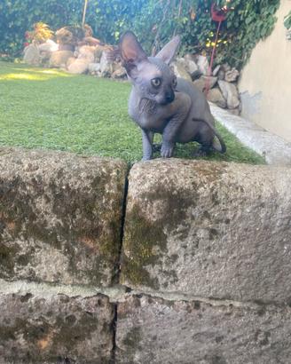 Gatto Sphynx maschio