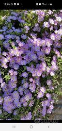 barba di giove Drosanthemum hispidum