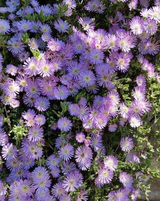 barba di giove Drosanthemum hispidum