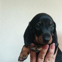 Cuccioli bassotto