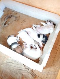 Jack Russell cuccioli