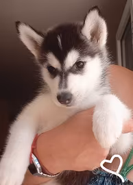 Meravigliosi cuccioli di Siberian Husky