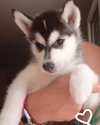 Meravigliosi cuccioli di Siberian Husky