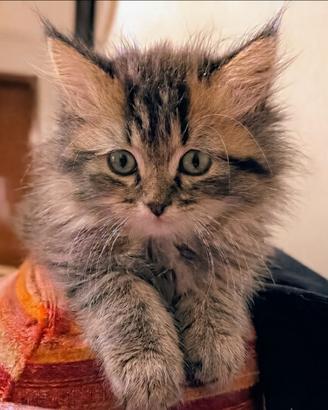 Splendidi gattini persiani tigrati