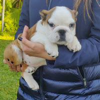 Bulldog inglese