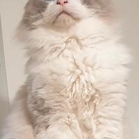 Gatto maschio