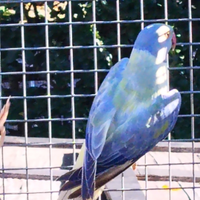 Parrocchetti dal collare