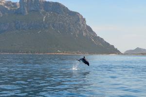 Tour gommone