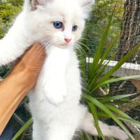 Cuccioli gatti RAGDOLL con Pedigree