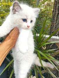 Cuccioli gatti RAGDOLL con Pedigree