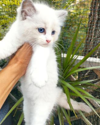 Cuccioli gatti RAGDOLL con Pedigree