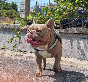 Stallone bulldog francese esotico