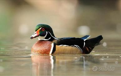 Anatra Carolina femmina