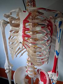 scheletro anatomico 