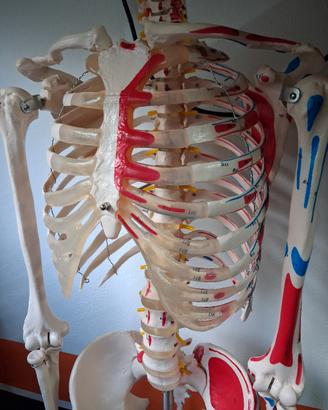 scheletro anatomico 