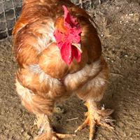 Gallo