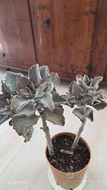 Due piante Kalanchoe beharensis 'Fang',  Succulent