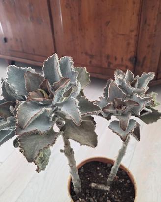Due piante Kalanchoe beharensis 'Fang',  Succulent