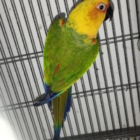 Pappagallo femmina jandaya