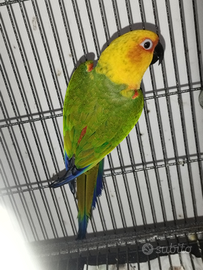 Pappagallo femmina jandaya