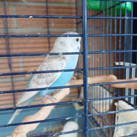 Pappagallini cocoriti