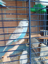 Pappagallini cocoriti