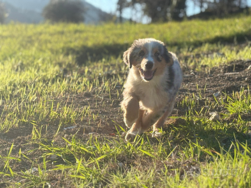 Cuccioli di pastore australiano