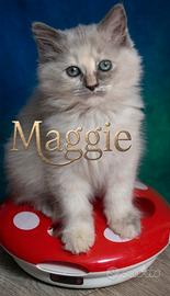 Ragdoll cucciolo