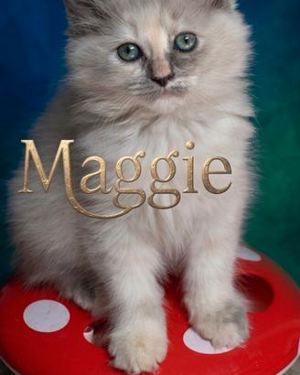 Ragdoll cucciolo