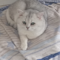 Scottish fold e straight per accoppiamento