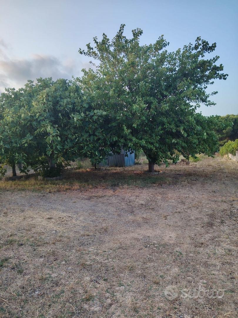 Uliveto a pochi centinai di metri dal paese - Vista 5
