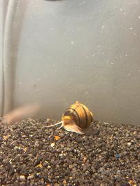 Asolene spixi lumaca acqua dolce