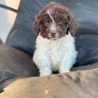 Lagotto romagnolo