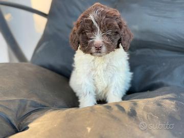 Lagotto romagnolo