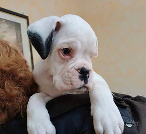 Stupendo cucciolo bianco disponibile