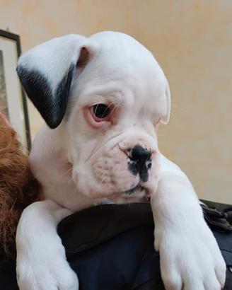 Stupendo cucciolo bianco disponibile