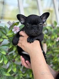 Cuccioli bulldog francese